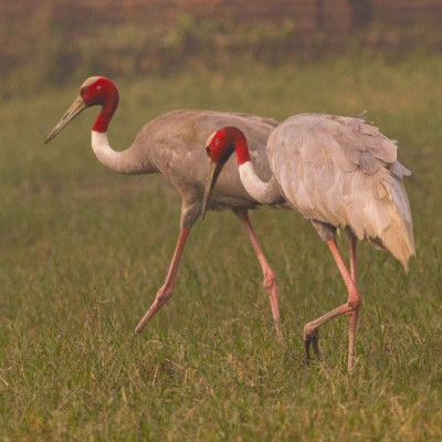 Sarus Crane